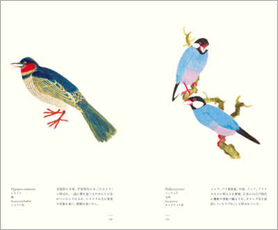 左ページはヒヨドリ、右ページは文鳥　『江戸博物文庫　鳥の巻』より