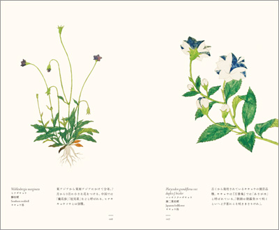 左ページはヒナギキョウ（雛桔梗）、右ページはニシキフタエギキョウ（錦二重桔梗）『江戸博物文庫　花草の巻』より