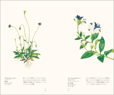 左ページはヒナギキョウ(雛桔梗)、右ページはニシキフタエギキョウ(錦二重桔梗)『江戸博物文庫 花草の巻』より