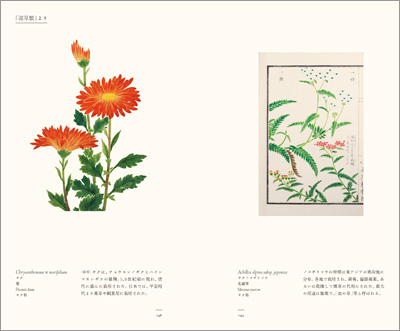 左ページはキク（菊）、右ページはキタノコギリソウ（北鋸草）『江戸博物文庫　花草の巻』より