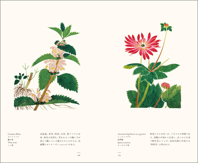 左ページはオドリコソウ（踊子草）、右ページはシュウメイギク（秋明菊）『江戸博物文庫　花草の巻』より