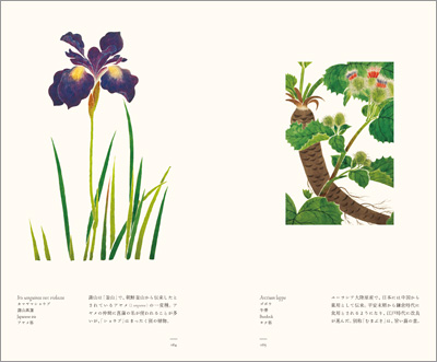 左ページはカマヤマショウブ(蒲山菖蒲)、右ページはゴボウ(牛蒡)『江戸博物文庫 花草の巻』より