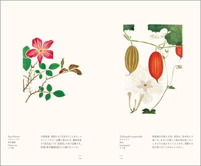 左ページはコウシンバラ、右ページはカラスウリ　『江戸博物文庫　花草の巻』より
