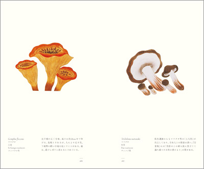 左ページはウスタケ（臼茸）、右ページはマツタケ（松茸）『江戸博物文庫　菜樹の巻』より
