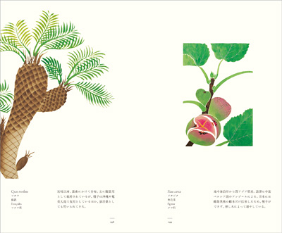 左ページはソテツ（蘇鉄）、右ページはイチジク（無花果）『江戸博物文庫　菜樹の巻』より
