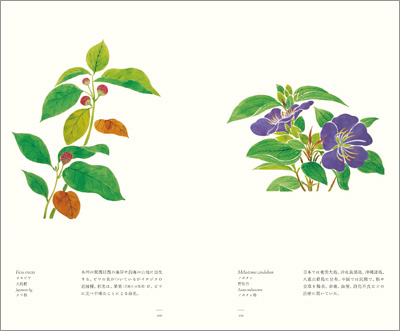 左ページはイヌビワ（犬枇杷）、右ページはノボタン（野牡丹）『江戸博物文庫　菜樹の巻』より