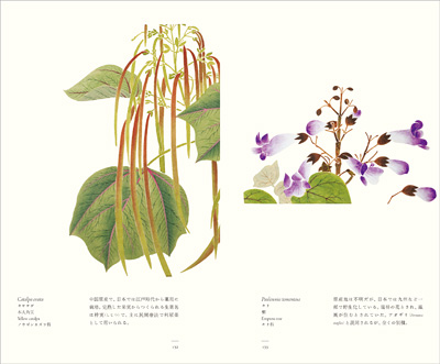 左ページはキササゲ（木大角豆）、右ページはキリ（桐）『江戸博物文庫　菜樹の巻』より