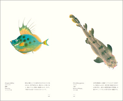 左ページはカガミダイ（鑑鯛）、右ページはオオセ（大瀬）『江戸博物文庫　魚の巻』より
