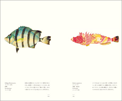 左ページはイシダイ（幼魚）（縞鯛）、右ページはオニオコゼ（鬼鰧／鬼虎魚）『江戸博物文庫　魚の巻』より