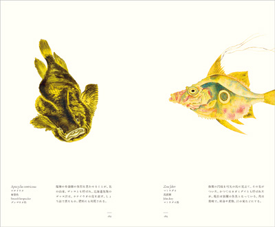 左ページはホテイウオ（布袋魚）、右ページはマトウダイ（馬頭鯛）　『江戸博物文庫　魚の巻』より
