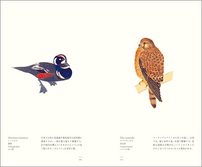 左ページはシノリガモ（晨鴨）、右ページはチョウゲンボウ（長元坊）『江戸博物文庫　鳥の巻』より