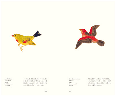 左ページはソウシチョウ（相思鳥）、右ページはアカマシコ（赤猿子）『江戸博物文庫　鳥の巻』より