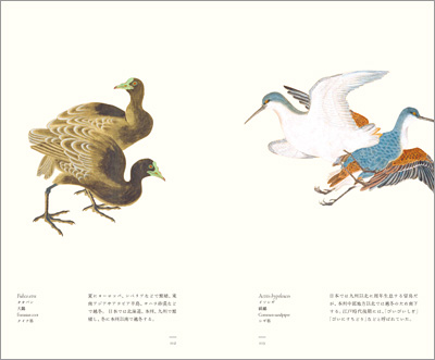 左ページはオオバン（大鷭）、右ページはイソシギ（磯鷸）『江戸博物文庫　鳥の巻』より