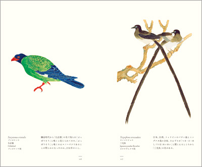 左ページはブッポウソウ（仏法僧）、右ページはサンコウチョウ（三光鳥）『江戸博物文庫　鳥の巻』より