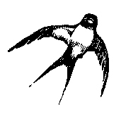 ツバメ1