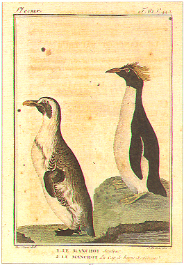 イワトビペンギンとケープペンギン