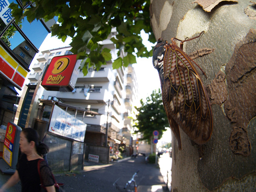 ティルト魚眼式デジワイド「アブラゼミ」