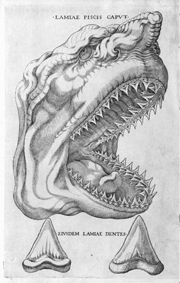 サメの頭部　ステノ『筋学の基本例』より